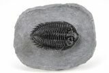 Coltraneia Trilobite Fossil - Large & Prone Specimen #209625-5